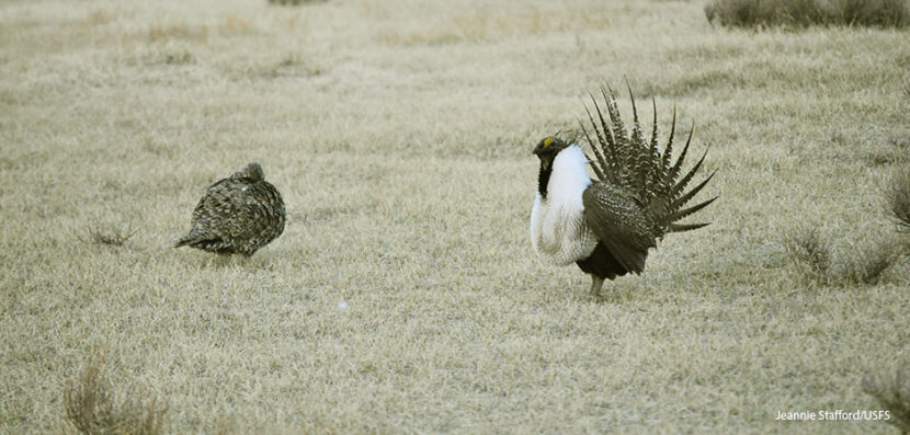 The President vs. the Sage-Grouse